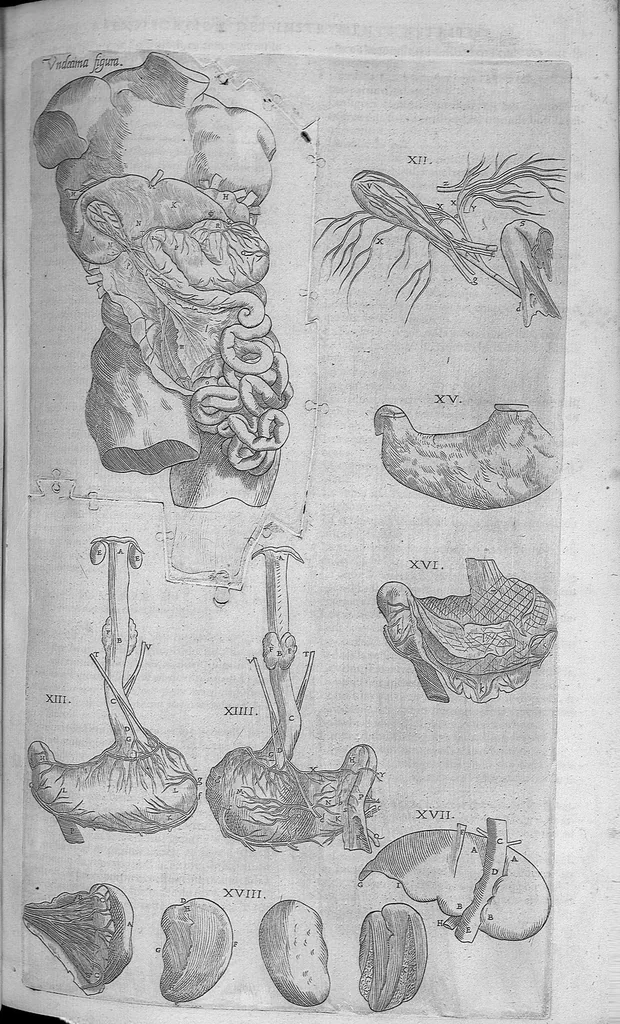 An illustration from Les portraits anatomiques de toutes les parties du corps humain, gravez en taille douce, par le commandement de feu Henry huictiesme, Roy d’Angleterre. Ensemble l’Abbregé d’André Vesal, et l’explication d’iceux, accompagnee d’une declaration Anatomique. Par Jaques Grevin, de Clermont en Beauvoisis, Medecin à Paris,, 1569, leaf 126