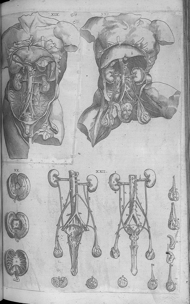 An illustration from Les portraits anatomiques de toutes les parties du corps humain, gravez en taille douce, par le commandement de feu Henry huictiesme, Roy d’Angleterre. Ensemble l’Abbregé d’André Vesal, et l’explication d’iceux, accompagnee d’une declaration Anatomique. Par Jaques Grevin, de Clermont en Beauvoisis, Medecin à Paris,, 1569, leaf 129