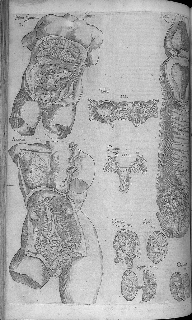 An illustration from Les portraits anatomiques de toutes les parties du corps humain, gravez en taille douce, par le commandement de feu Henry huictiesme, Roy d’Angleterre. Ensemble l’Abbregé d’André Vesal, et l’explication d’iceux, accompagnee d’une declaration Anatomique. Par Jaques Grevin, de Clermont en Beauvoisis, Medecin à Paris,, 1569, leaf 132