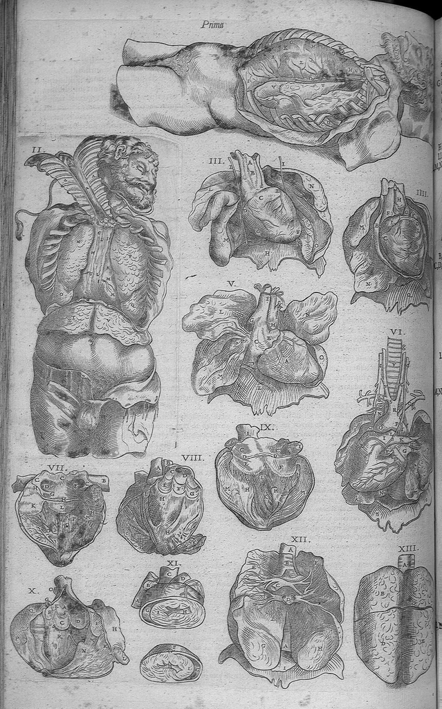 An illustration from Les portraits anatomiques de toutes les parties du corps humain, gravez en taille douce, par le commandement de feu Henry huictiesme, Roy d’Angleterre. Ensemble l’Abbregé d’André Vesal, et l’explication d’iceux, accompagnee d’une declaration Anatomique. Par Jaques Grevin, de Clermont en Beauvoisis, Medecin à Paris,, 1569, leaf 137