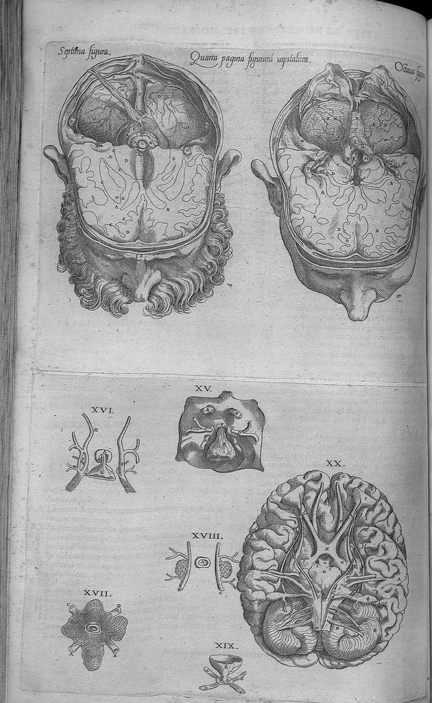 An illustration from Les portraits anatomiques de toutes les parties du corps humain, gravez en taille douce, par le commandement de feu Henry huictiesme, Roy d’Angleterre. Ensemble l’Abbregé d’André Vesal, et l’explication d’iceux, accompagnee d’une declaration Anatomique. Par Jaques Grevin, de Clermont en Beauvoisis, Medecin à Paris,, 1569, leaf 148
