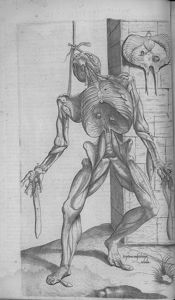 An illustration from Les portraits anatomiques de toutes les parties du corps humain, gravez en taille douce, par le commandement de feu Henry huictiesme, Roy d’Angleterre. Ensemble l’Abbregé d’André Vesal, et l’explication d’iceux, accompagnee d’une declaration Anatomique. Par Jaques Grevin, de Clermont en Beauvoisis, Medecin à Paris,, 1569, leaf 63