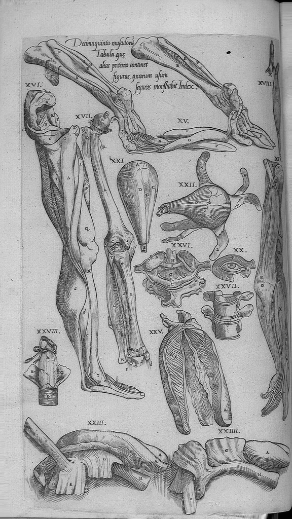 An illustration from Les portraits anatomiques de toutes les parties du corps humain, gravez en taille douce, par le commandement de feu Henry huictiesme, Roy d’Angleterre. Ensemble l’Abbregé d’André Vesal, et l’explication d’iceux, accompagnee d’une declaration Anatomique. Par Jaques Grevin, de Clermont en Beauvoisis, Medecin à Paris,, 1569, leaf 81