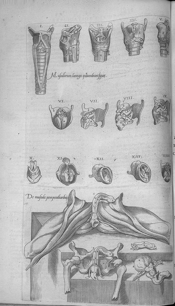 An illustration from Les portraits anatomiques de toutes les parties du corps humain, gravez en taille douce, par le commandement de feu Henry huictiesme, Roy d’Angleterre. Ensemble l’Abbregé d’André Vesal, et l’explication d’iceux, accompagnee d’une declaration Anatomique. Par Jaques Grevin, de Clermont en Beauvoisis, Medecin à Paris,, 1569, leaf 86