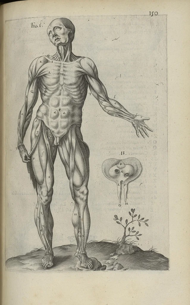 An illustration from Toutes les Oeuvres...trad. par Théophile Gelée, 1613, leaf 324