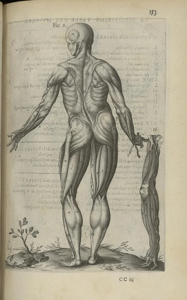 An illustration from Toutes les Oeuvres...trad. par Théophile Gelée, 1613, leaf 330
