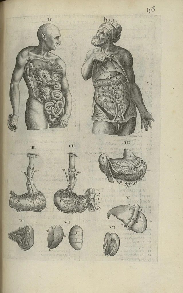 An illustration from Toutes les Oeuvres...trad. par Théophile Gelée, 1613, leaf 336