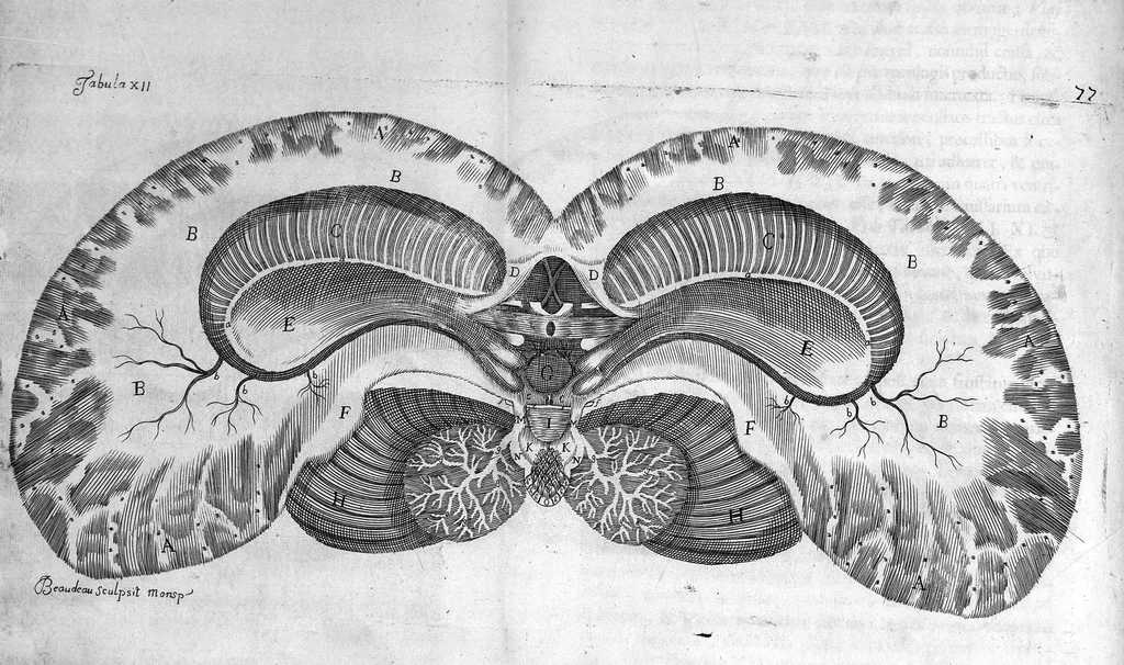 An illustration from Raymundi Vieussens doctoris medici Monspeliensis Nevrographia universalis. Hoc est, omnium corporis humani nervorum, simul & cerebri, medullæque spinalis descriptio anatomica; Eaque integra et accurata, variis Iconibus fideliter & ad vivum delineatis, æréque incisis illustrata: Cum ipsorum actione et usu, Physico discursu explicatis. Editio nova, 1684, leaf 114