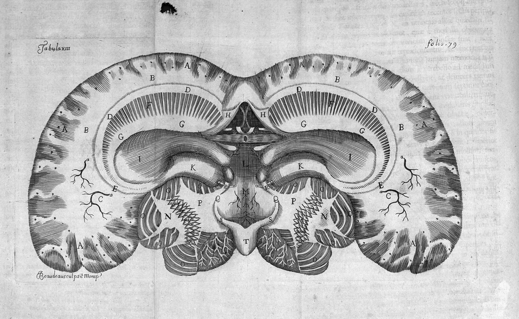 An illustration from Raymundi Vieussens doctoris medici Monspeliensis Nevrographia universalis. Hoc est, omnium corporis humani nervorum, simul & cerebri, medullæque spinalis descriptio anatomica; Eaque integra et accurata, variis Iconibus fideliter & ad vivum delineatis, æréque incisis illustrata: Cum ipsorum actione et usu, Physico discursu explicatis. Editio nova, 1684, leaf 118