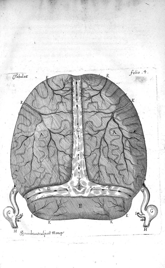 An illustration from Raymundi Vieussens doctoris medici Monspeliensis Nevrographia universalis. Hoc est, omnium corporis humani nervorum, simul & cerebri, medullæque spinalis descriptio anatomica; Eaque integra et accurata, variis Iconibus fideliter & ad vivum delineatis, æréque incisis illustrata: Cum ipsorum actione et usu, Physico discursu explicatis. Editio nova, 1684, leaf 25