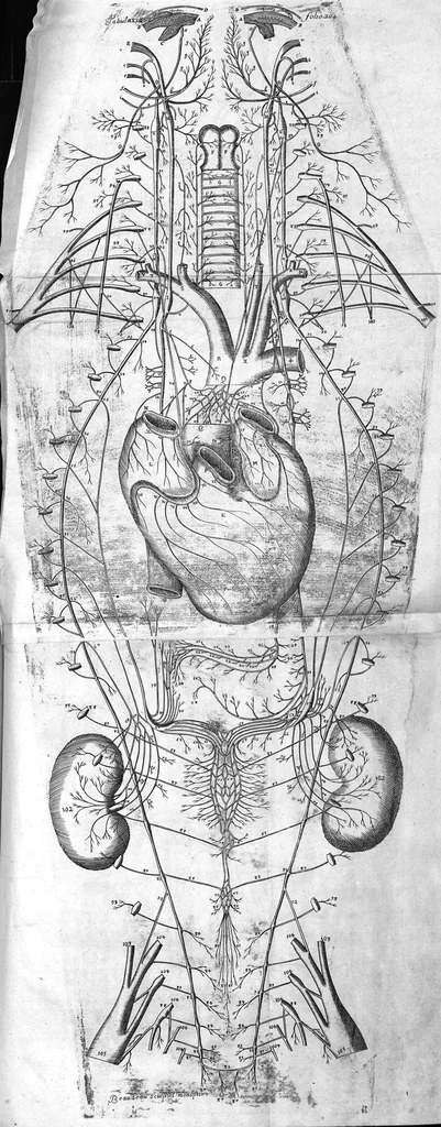 An illustration from Raymundi Vieussens doctoris medici Monspeliensis Nevrographia universalis. Hoc est, omnium corporis humani nervorum, simul & cerebri, medullæque spinalis descriptio anatomica; Eaque integra et accurata, variis Iconibus fideliter & ad vivum delineatis, æréque incisis illustrata: Cum ipsorum actione et usu, Physico discursu explicatis. Editio nova, 1684, leaf 252