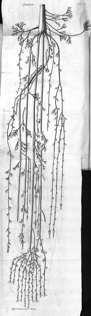 An illustration from Raymundi Vieussens doctoris medici Monspeliensis Nevrographia universalis. Hoc est, omnium corporis humani nervorum, simul & cerebri, medullæque spinalis descriptio anatomica; Eaque integra et accurata, variis Iconibus fideliter & ad vivum delineatis, æréque incisis illustrata: Cum ipsorum actione et usu, Physico discursu explicatis. Editio nova, 1684, leaf 268
