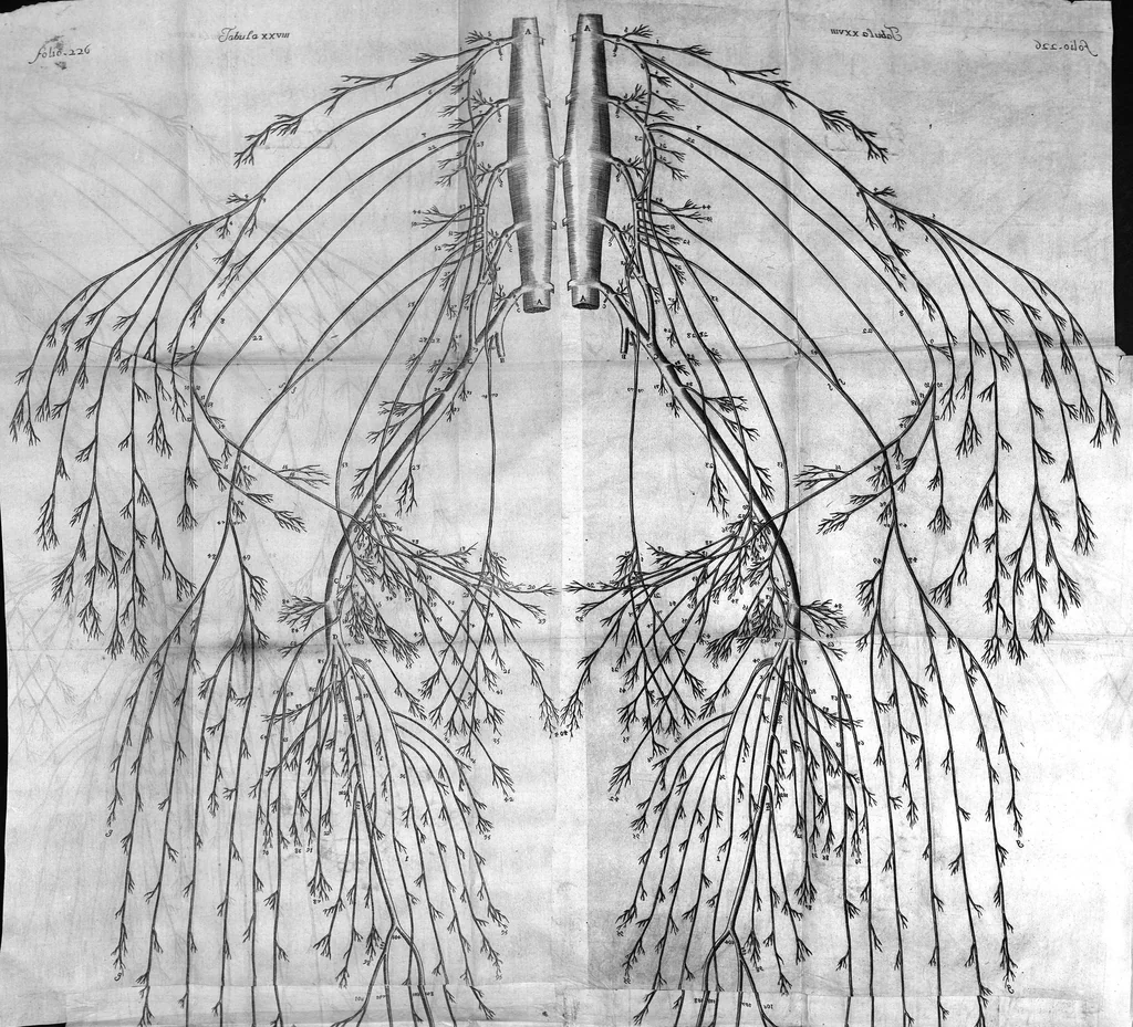 An illustration from Raymundi Vieussens doctoris medici Monspeliensis Nevrographia universalis. Hoc est, omnium corporis humani nervorum, simul & cerebri, medullæque spinalis descriptio anatomica; Eaque integra et accurata, variis Iconibus fideliter & ad vivum delineatis, æréque incisis illustrata: Cum ipsorum actione et usu, Physico discursu explicatis. Editio nova, 1684, leaf 282