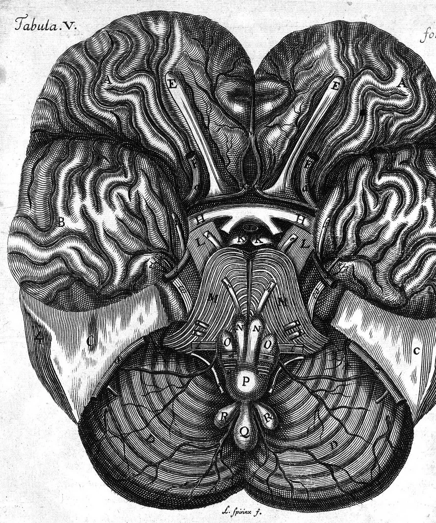 An illustration from Raymundi Vieussens doctoris medici Monspeliensis Nevrographia universalis. Hoc est, omnium corporis humani nervorum, simul & cerebri, medullæque spinalis descriptio anatomica; Eaque integra et accurata, variis Iconibus fideliter & ad vivum delineatis, æréque incisis illustrata: Cum ipsorum actione et usu, Physico discursu explicatis. Editio nova, 1684, leaf 64