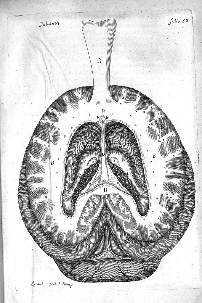 An illustration from Raymundi Vieussens doctoris medici Monspeliensis Nevrographia universalis. Hoc est, omnium corporis humani nervorum, simul & cerebri, medullæque spinalis descriptio anatomica; Eaque integra et accurata, variis Iconibus fideliter & ad vivum delineatis, æréque incisis illustrata: Cum ipsorum actione et usu, Physico discursu explicatis. Editio nova, 1684, leaf 87