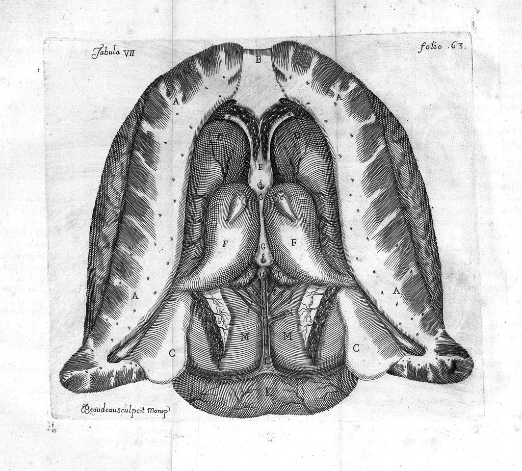 An illustration from Raymundi Vieussens doctoris medici Monspeliensis Nevrographia universalis. Hoc est, omnium corporis humani nervorum, simul & cerebri, medullæque spinalis descriptio anatomica; Eaque integra et accurata, variis Iconibus fideliter & ad vivum delineatis, æréque incisis illustrata: Cum ipsorum actione et usu, Physico discursu explicatis. Editio nova, 1684, leaf 94