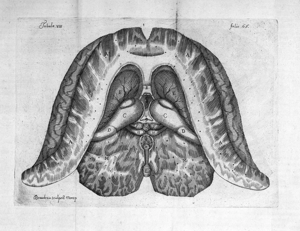An illustration from Raymundi Vieussens doctoris medici Monspeliensis Nevrographia universalis. Hoc est, omnium corporis humani nervorum, simul & cerebri, medullæque spinalis descriptio anatomica; Eaque integra et accurata, variis Iconibus fideliter & ad vivum delineatis, æréque incisis illustrata: Cum ipsorum actione et usu, Physico discursu explicatis. Editio nova, 1684, leaf 98