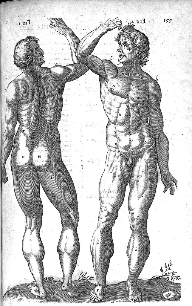 An illustration from Historia anatomica humani corporis et singularum ejus partium multis controversiis et observationibus novis, 1627, leaf 170