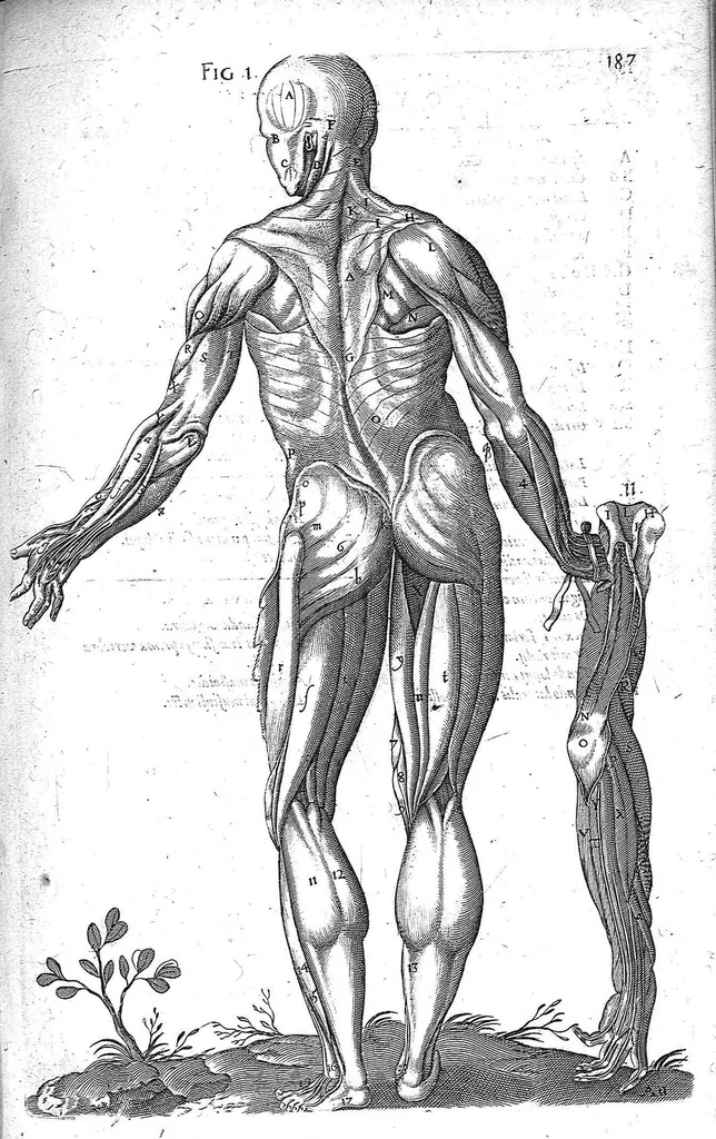 An illustration from Historia anatomica humani corporis et singularum ejus partium multis controversiis et observationibus novis, 1627, leaf 202