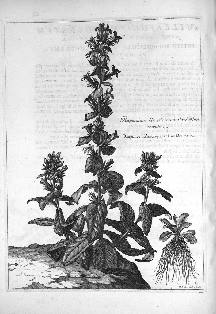 An illustration from Mémoires pour servir à l'histoire des plantes, 1686, leaf 106