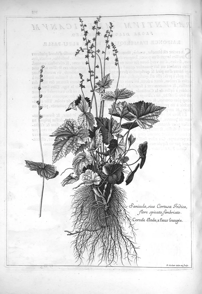 An illustration from Mémoires pour servir à l'histoire des plantes, 1686, leaf 108