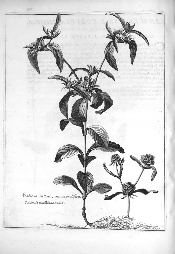 An illustration from Mémoires pour servir à l'histoire des plantes, 1686, leaf 110