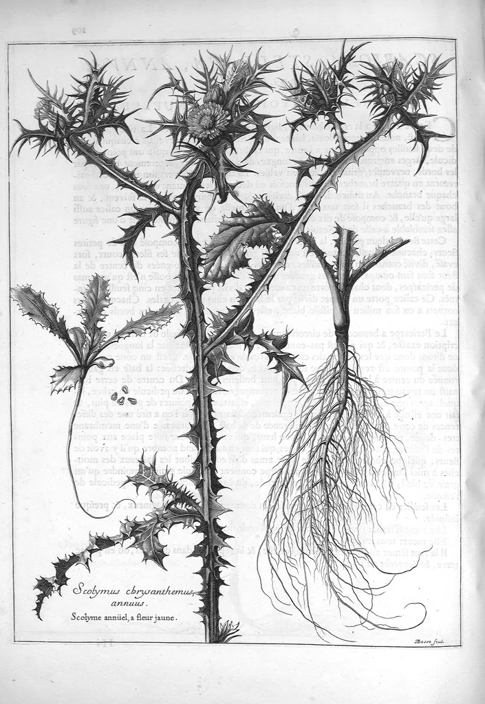 An illustration from Mémoires pour servir à l'histoire des plantes, 1686, leaf 112