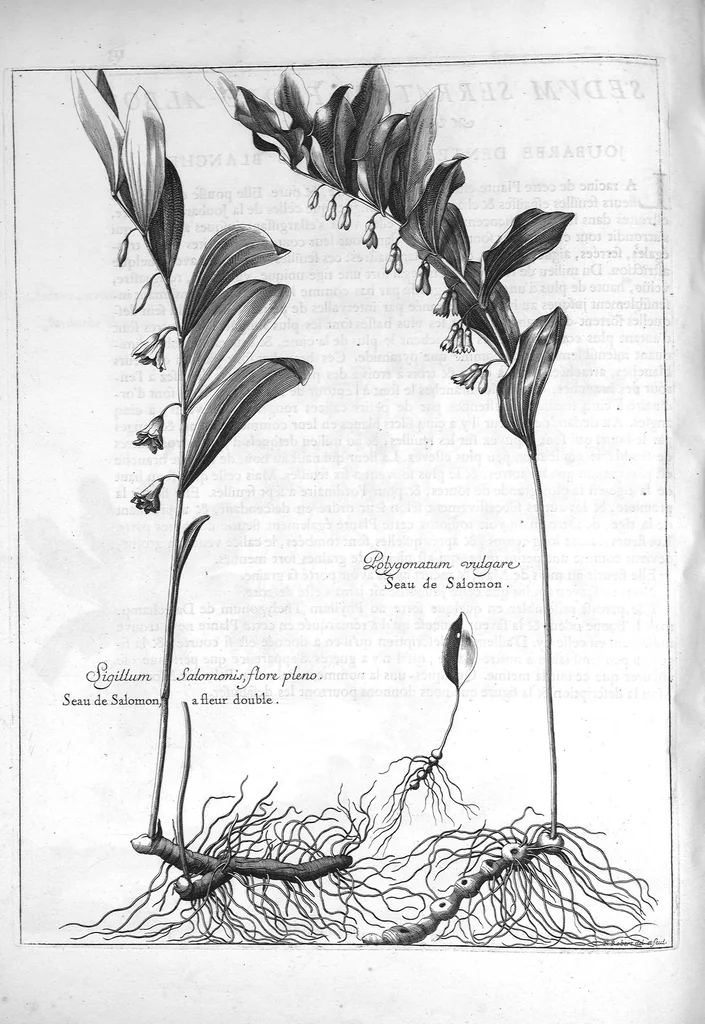 An illustration from Mémoires pour servir à l'histoire des plantes, 1686, leaf 116