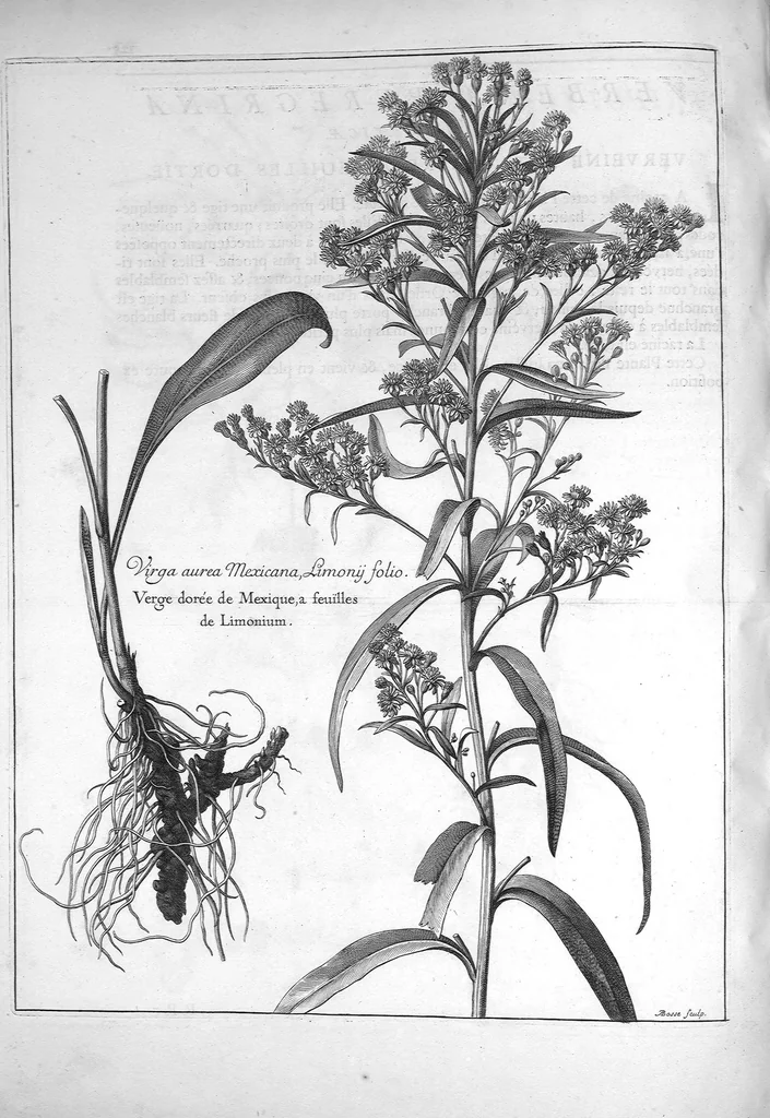 An illustration from Mémoires pour servir à l'histoire des plantes, 1686, leaf 128