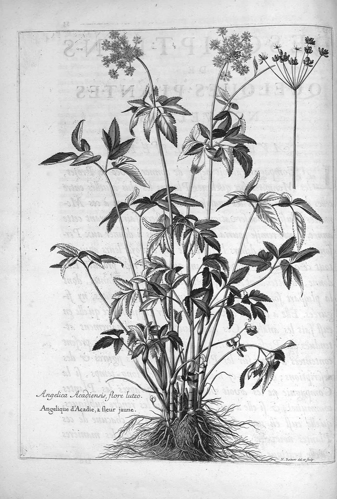 An illustration from Mémoires pour servir à l'histoire des plantes, 1686, leaf 56
