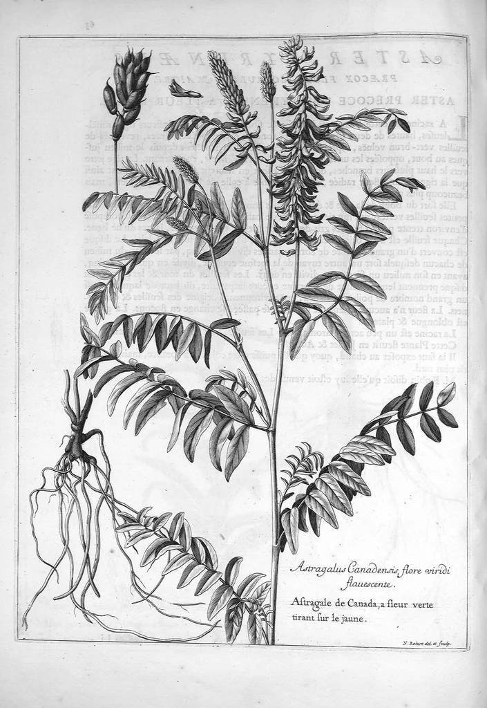 An illustration from Mémoires pour servir à l'histoire des plantes, 1686, leaf 66