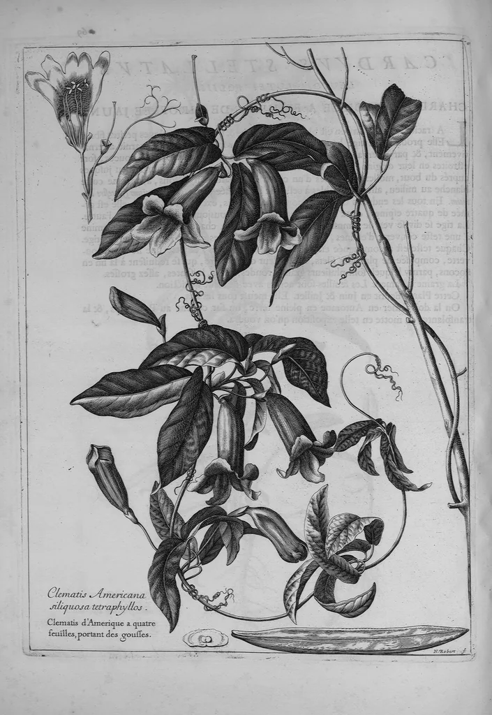 An illustration from Mémoires pour servir à l'histoire des plantes, 1686, leaf 72
