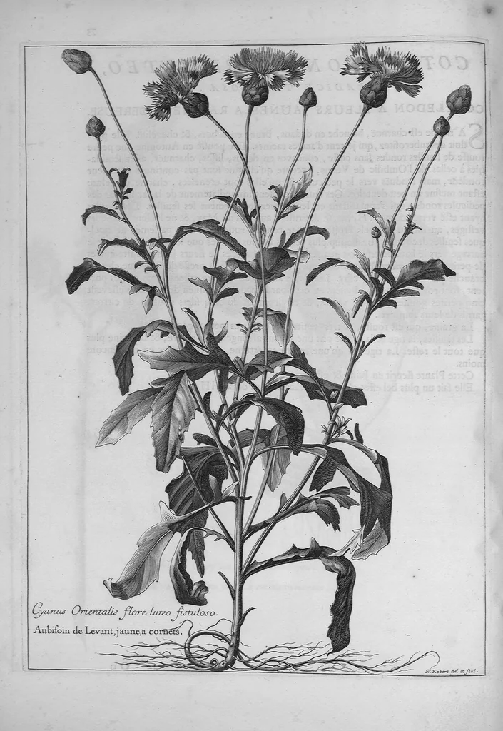 An illustration from Mémoires pour servir à l'histoire des plantes, 1686, leaf 76