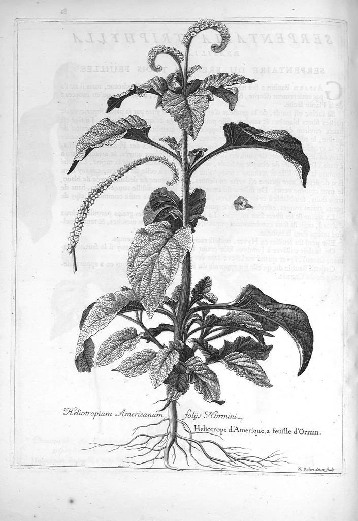 An illustration from Mémoires pour servir à l'histoire des plantes, 1686, leaf 84