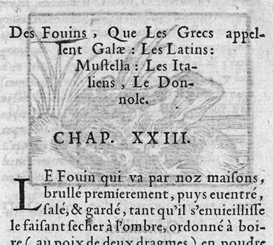 An illustration from Les six livres de Pedarion Dioscoride d’Anazarbe de la matiere medicale, translatez de Latin en François. A chacun Chapitre sont adjoustees certaines annotations fort doctes, et recueillies des plus excellens Medecins, anciens et modernes, 1553, leaf 102