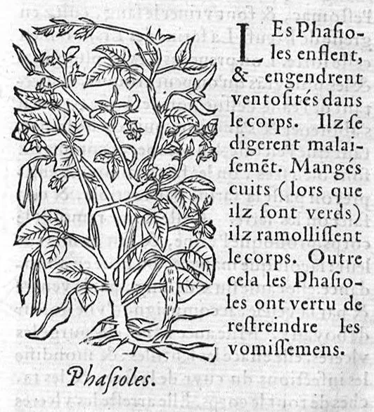 An illustration from Les six livres de Pedarion Dioscoride d’Anazarbe de la matiere medicale, translatez de Latin en François. A chacun Chapitre sont adjoustees certaines annotations fort doctes, et recueillies des plus excellens Medecins, anciens et modernes, 1553, leaf 140