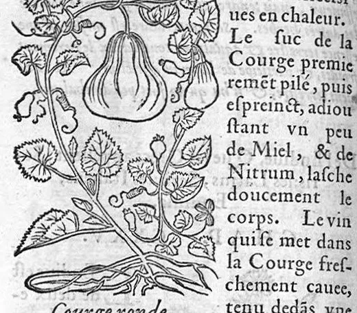 An illustration from Les six livres de Pedarion Dioscoride d’Anazarbe de la matiere medicale, translatez de Latin en François. A chacun Chapitre sont adjoustees certaines annotations fort doctes, et recueillies des plus excellens Medecins, anciens et modernes, 1553, leaf 155