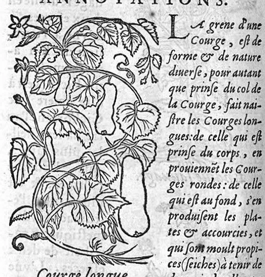 An illustration from Les six livres de Pedarion Dioscoride d’Anazarbe de la matiere medicale, translatez de Latin en François. A chacun Chapitre sont adjoustees certaines annotations fort doctes, et recueillies des plus excellens Medecins, anciens et modernes, 1553, leaf 155
