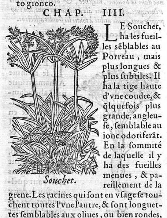 An illustration from Les six livres de Pedarion Dioscoride d’Anazarbe de la matiere medicale, translatez de Latin en François. A chacun Chapitre sont adjoustees certaines annotations fort doctes, et recueillies des plus excellens Medecins, anciens et modernes, 1553, leaf 17