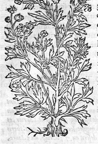 An illustration from Les six livres de Pedarion Dioscoride d’Anazarbe de la matiere medicale, translatez de Latin en François. A chacun Chapitre sont adjoustees certaines annotations fort doctes, et recueillies des plus excellens Medecins, anciens et modernes, 1553, leaf 177