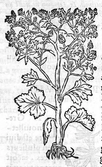 An illustration from Les six livres de Pedarion Dioscoride d’Anazarbe de la matiere medicale, translatez de Latin en François. A chacun Chapitre sont adjoustees certaines annotations fort doctes, et recueillies des plus excellens Medecins, anciens et modernes, 1553, leaf 177