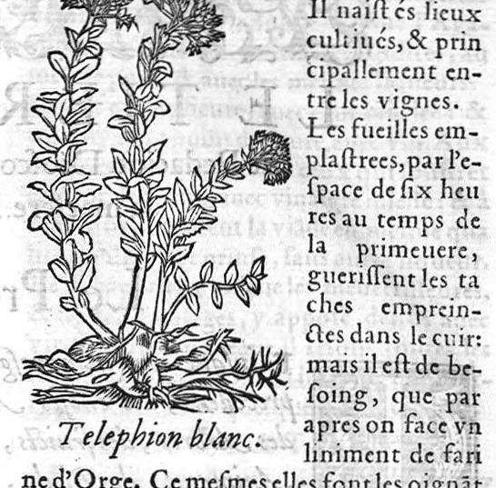 An illustration from Les six livres de Pedarion Dioscoride d’Anazarbe de la matiere medicale, translatez de Latin en François. A chacun Chapitre sont adjoustees certaines annotations fort doctes, et recueillies des plus excellens Medecins, anciens et modernes, 1553, leaf 182