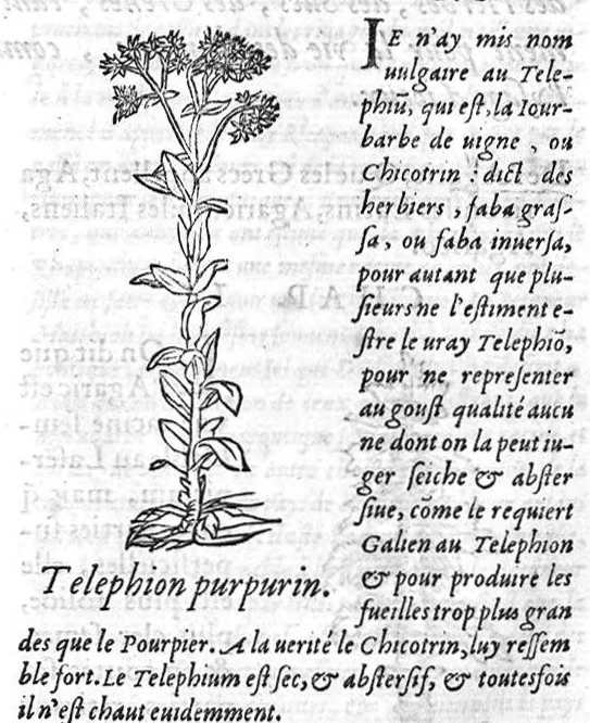 An illustration from Les six livres de Pedarion Dioscoride d’Anazarbe de la matiere medicale, translatez de Latin en François. A chacun Chapitre sont adjoustees certaines annotations fort doctes, et recueillies des plus excellens Medecins, anciens et modernes, 1553, leaf 182
