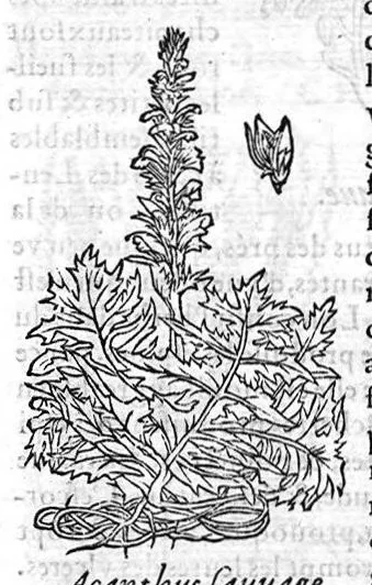 An illustration from Les six livres de Pedarion Dioscoride d’Anazarbe de la matiere medicale, translatez de Latin en François. A chacun Chapitre sont adjoustees certaines annotations fort doctes, et recueillies des plus excellens Medecins, anciens et modernes, 1553, leaf 192