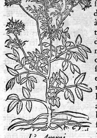 An illustration from Les six livres de Pedarion Dioscoride d’Anazarbe de la matiere medicale, translatez de Latin en François. A chacun Chapitre sont adjoustees certaines annotations fort doctes, et recueillies des plus excellens Medecins, anciens et modernes, 1553, leaf 212