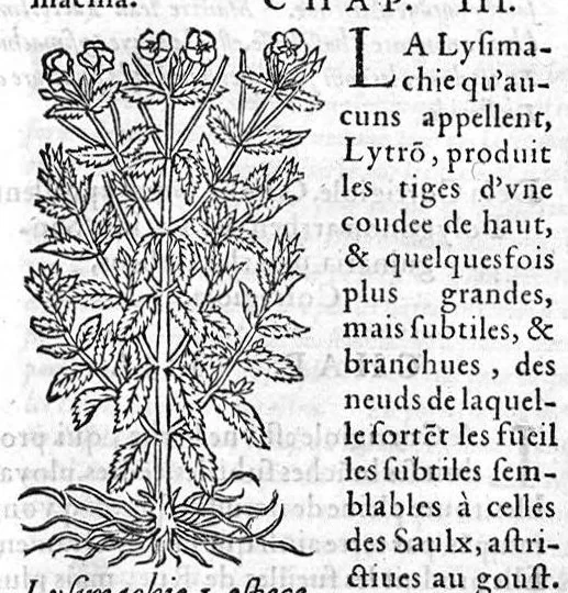 An illustration from Les six livres de Pedarion Dioscoride d’Anazarbe de la matiere medicale, translatez de Latin en François. A chacun Chapitre sont adjoustees certaines annotations fort doctes, et recueillies des plus excellens Medecins, anciens et modernes, 1553, leaf 256