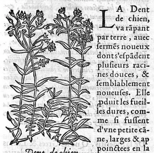 An illustration from Les six livres de Pedarion Dioscoride d’Anazarbe de la matiere medicale, translatez de Latin en François. A chacun Chapitre sont adjoustees certaines annotations fort doctes, et recueillies des plus excellens Medecins, anciens et modernes, 1553, leaf 266