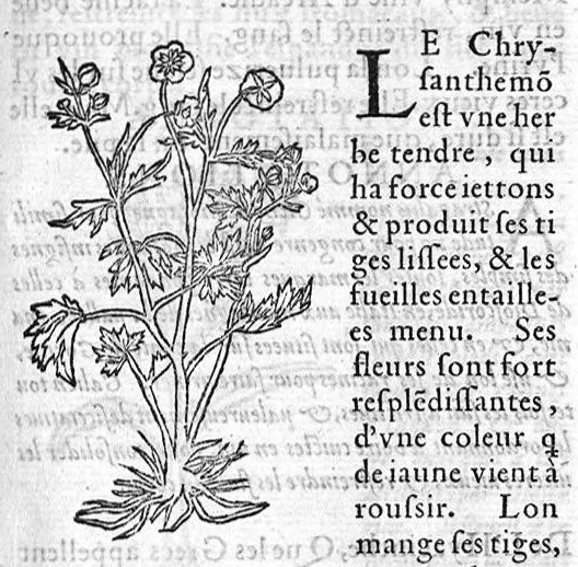 An illustration from Les six livres de Pedarion Dioscoride d’Anazarbe de la matiere medicale, translatez de Latin en François. A chacun Chapitre sont adjoustees certaines annotations fort doctes, et recueillies des plus excellens Medecins, anciens et modernes, 1553, leaf 276