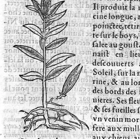 An illustration from Les six livres de Pedarion Dioscoride d’Anazarbe de la matiere medicale, translatez de Latin en François. A chacun Chapitre sont adjoustees certaines annotations fort doctes, et recueillies des plus excellens Medecins, anciens et modernes, 1553, leaf 288
