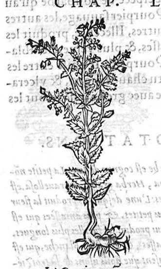 An illustration from Les six livres de Pedarion Dioscoride d’Anazarbe de la matiere medicale, translatez de Latin en François. A chacun Chapitre sont adjoustees certaines annotations fort doctes, et recueillies des plus excellens Medecins, anciens et modernes, 1553, leaf 293